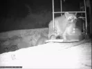 ρακουν στην κερκυρα