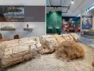 Μουσείο Απολιθωμένου Δάσους Λέσβου