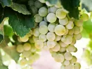 Σταφύλια - Grapes
