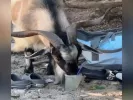 Viral: Κατσίκα σε παραλία της Κρήτης πίνει... μοχίτο (βίντεο)