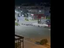 Αγριογούρουνα Λιβαδειά