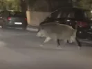Viral: Αγριογούρουνο «έκοβε» νυχτερινές βόλτες στο Χαϊδάρι (βίντεο)