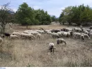 Λακωνία: Εντοπίστηκε κρούσμα  καταρροϊκού πυρετού