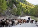 Οκτώ νέα μέτρα για την ευλογιά αιγοπροβάτων – Σχέδιο δράσης από το ΥΠΑΑΤ