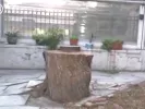 Δέντρο στην Αθήνα