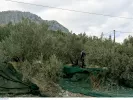 ελιες