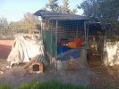 Η viral αγγελία στα Χανιά