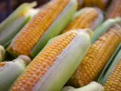 Καλαμπόκι Corn