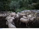 Ανησυχία για τη διακίνηση παράνομων εμβολίων κατά της ευλογιάς των αιγοπροβάτων