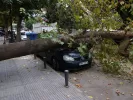 πτώση δέντρου στην Τούμπα, στη Θεσσαλονίκη