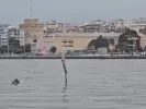 Θεσσαλονίκη: Εμφανίστηκαν δελφίνια στον Θερμαϊκό (βίντεο)