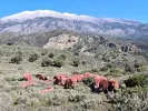 Κόκκινα πρόβατα - Κρήτη
