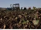 ΕΛΓΑ: Πληρώνονται σήμερα 24 εκατ. ευρώ σε αγρότες και κτηνοτρόφους