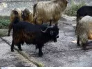 Ευλογιά αιγοπροβάτων στην Ηλεία: Νέα εστία μόλυνσης με 95 κρούσματα