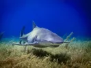 Ψάρια - Fish