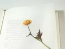 Τι σημαίνει η λέξη «πρεσβυγενής»