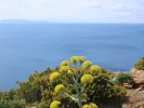 λουλούδια