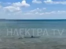 Κόρινθος: Εντοπίστηκε καρχαρίας σε θάλασσα - Βγήκε στα ρηχά (βίντεο)