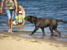 Κατοικίδια στην παραλία: Πού επιτρέπονται και πού απαγορεύονται 