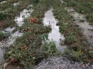 Πλημμύρες στην Κρήτη - ΕΛΓΑ: Έως τις 19 Οκτωβρίου οι δηλώσεις ζημιάς από τους παραγωγούς