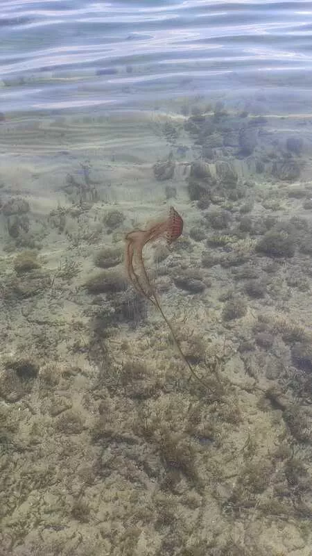 jellyreport