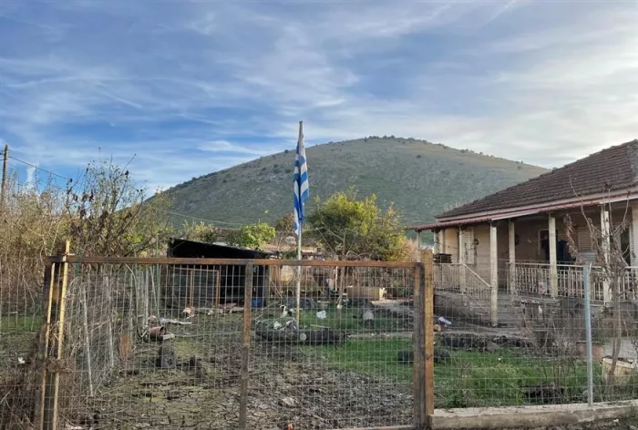 Η γαλανόκευκη άντεξε το πέρασμα του νερού και της λάσπης / φωτογραφία ethnos.gr Kώστας Ασημακόπουλος