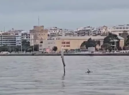 Θεσσαλονίκη: Εμφανίστηκαν δελφίνια στον Θερμαϊκό (βίντεο)
