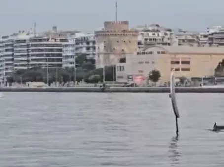 Θεσσαλονίκη: Εμφανίστηκαν δελφίνια στον Θερμαϊκό (βίντεο)