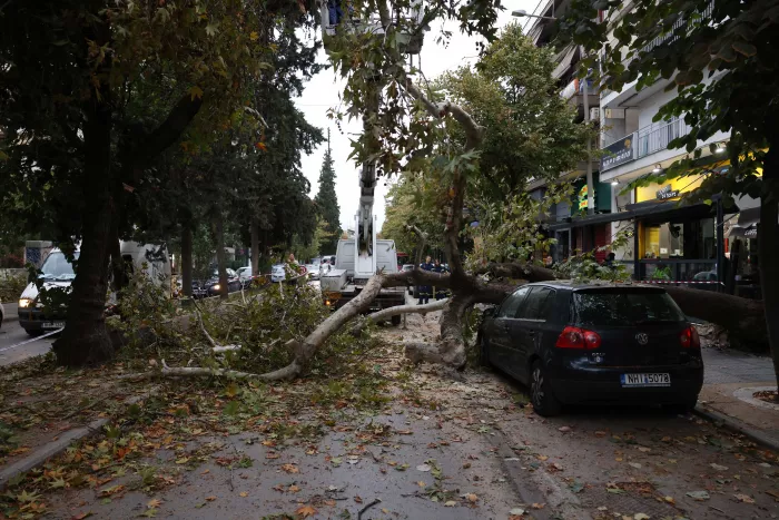 πτώση δέντρου στην Τούμπα, στη Θεσσαλονίκη