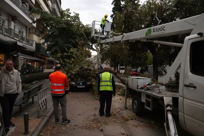 πτώση δέντρου στην Τούμπα, στη Θεσσαλονίκη