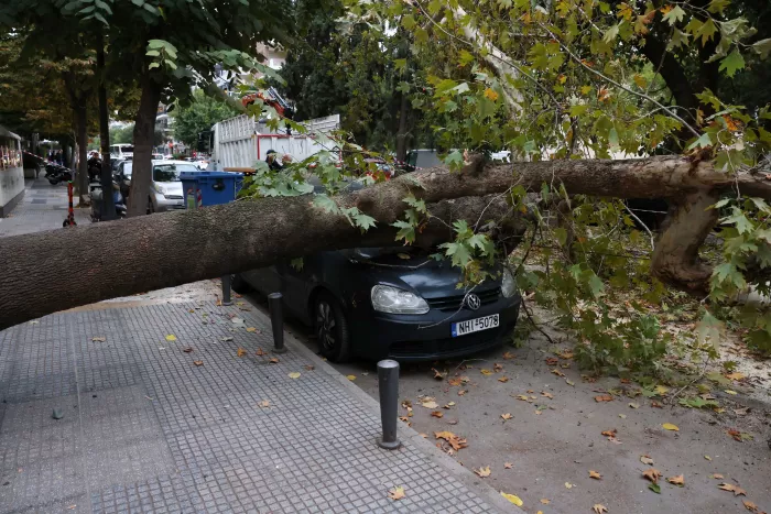 πτώση δέντρου στην Τούμπα, στη Θεσσαλονίκη