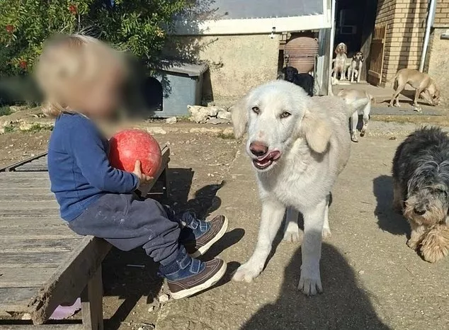 Ζάκυνθος: «Το πίτμπουλ τρόμαξε από πυροβολισμούς κυνηγών και κατασπάραξε τον Λίο»