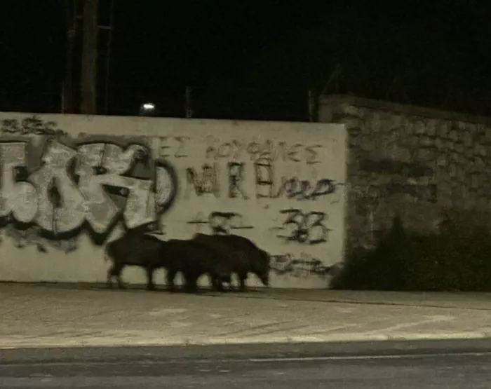 Αγριογούρουνα