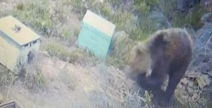Θεσσαλονίκη: Εμφάνιση αρκούδας αναφέρει και ο Δήμος Θέρμης, μετά τον Δήμο Πυλαίας - Χορτιάτη