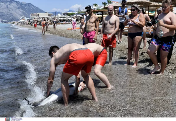 Νεαρό δελφίνι σε παραλία της Κορίνθου