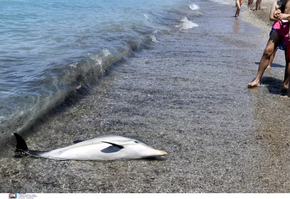 Νεαρό δελφίνι σε παραλία της Κορίνθου