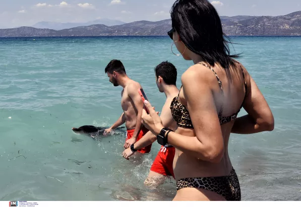 Νεαρό δελφίνι σε παραλία της Κορίνθου