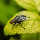 Μύγες: Εξαφανίστε τις από το σπίτι με 1 ευρώ και ένα υλικό