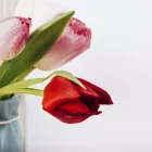 Το λάθος που κάνει τα λουλούδια να μαραίνονται γρήγορα