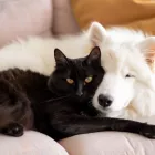 Τρίχες σκύλου και γάτας; Το απλό κόλπο που τις εξαφανίζει από τον καναπέ