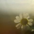 λουλούδια