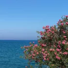 λουλούδια
