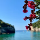 λουλούδια